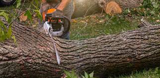 Trusted Hidden Springs, ID Tree Services Experts