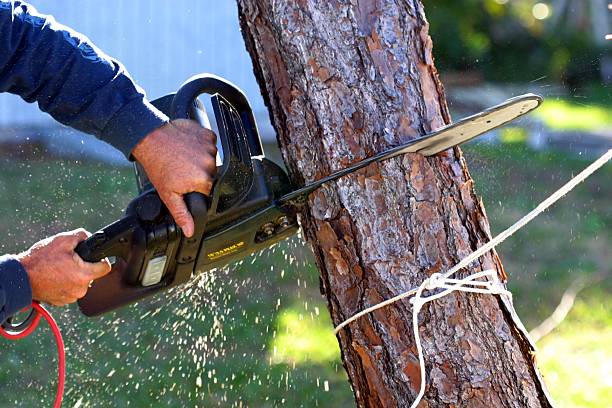 Tree and Shrub Care in Hidden Springs, ID