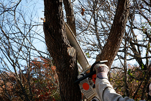 How Our Tree Care Process Works  in  Hidden Springs, ID