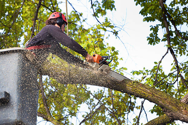 Best Hazardous Tree Removal  in Hden Springs, ID